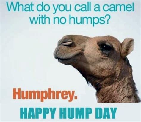 hump day quotes funny hump day meme sarcastic quotes snarky mom jokes funny jokes funny