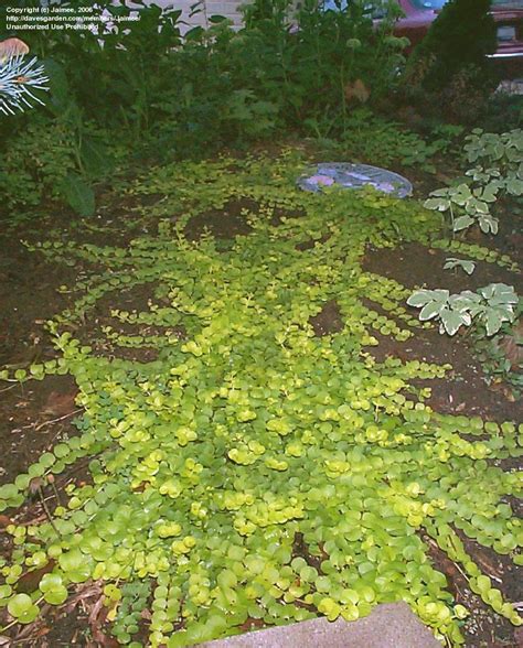 An outstanding golden meated version of jenny lind, developed by long time friend and master seed saver, merl neidens. PlantFiles Pictures: Golden Creeping Jenny, Gold Moneywort ...