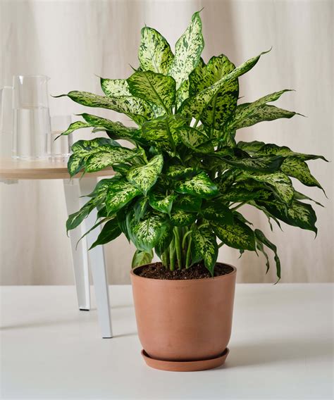 Dieffenbachia Plant Sigla