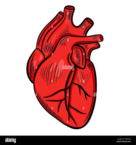 Corazón Humano Dibujo A Mano Alzada Vector El órgano Principal Del