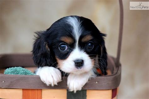 The cavalier king charles spaniel wears his connection to british history in his breed's name. Cavalier King Charles Spaniel puppy for sale near ...