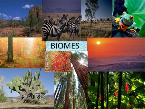 Ppt Biomes Powerpoint Presentation Free Download Id2194986