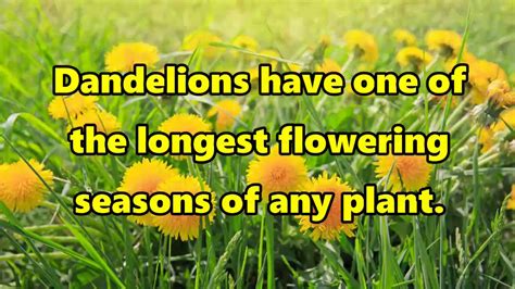 Dandelion Facts Youtube
