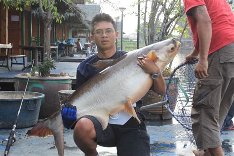 Find methods information, sources, references or conduct a literature review on fish proteins. MALAYSIAN FISH HUNTER: Ikan Patin