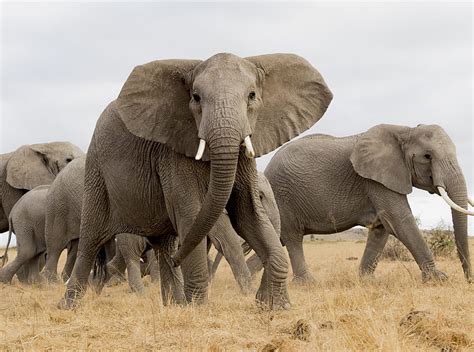 African Safari Elephants Ultra Animals Wild Travel Elephants Herd