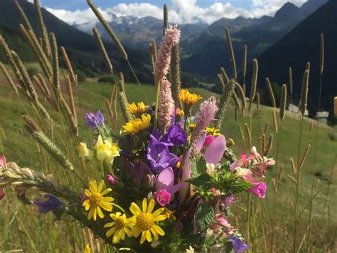 Tutti i fiori sono consegnati direttamente dal nostro fiorista locale! Fiori di montagna | Composizioni floreali, Fiori da balcone, Fiori