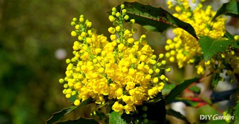 How To Grow Mahonia 2024 Propagation And Care Guide