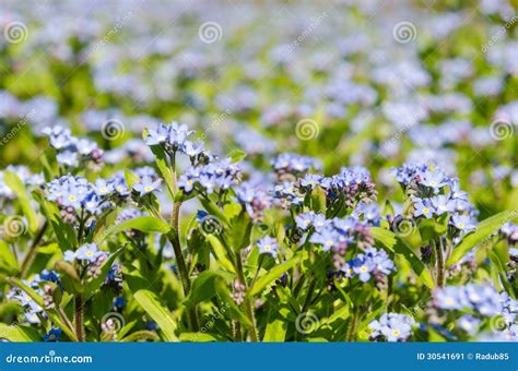 Blue Spring Flowers Stock Image Image Of Blue Crop 30541691