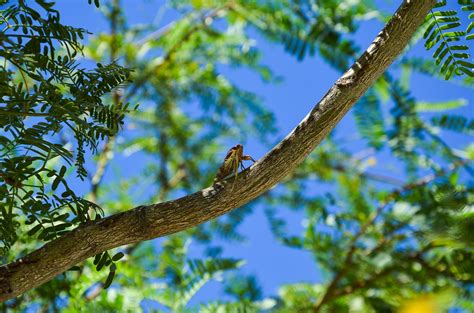 Free Images Tree Nature Forest Branch Bird Sunlight