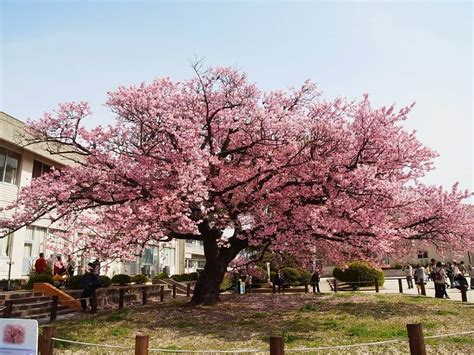 In keeping with cherry lane's groundbreaking history, to provide a safe experimental space for artists to explore the boundaries of storytelling. Tips to Grow and Care Ornamental Cherry Trees - Interior ...