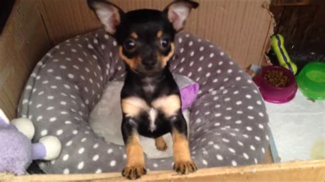 See more ideas about chihuahua love, chihuahua, chihuahua puppies. CUTE BLACK AND TAN CHIHUAHUA PUPPY 7 WEEKS - YouTube