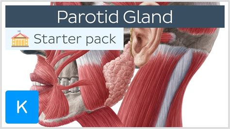 Parotid Salivary Gland Anatomy Innervation And Function Human