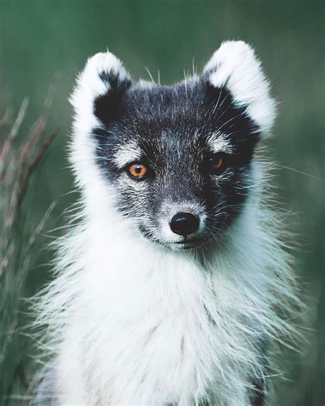 Icelands Only Native Mammal The Arctic Fox Photo By Justcallmebenni