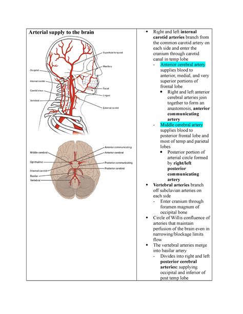 Mod Blood Supply To The Brain Meninges Ventricles And Csf