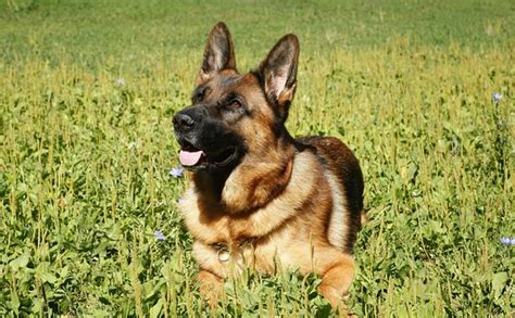 100 Unique German Shepherd Dog Names With Meanings Pethelpful