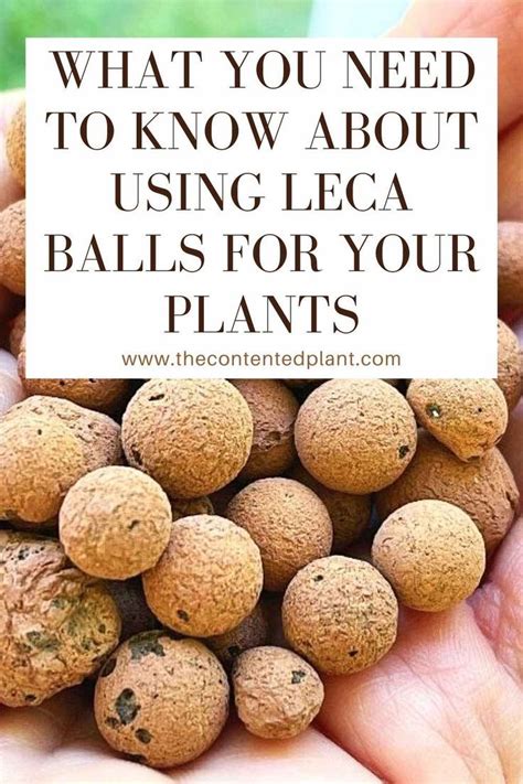 What You Need To Know About Using Leca Balls For Your Plants Plants Plant Roots Growing