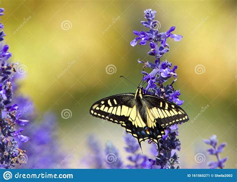 Eastern Tiger Swallowtail Butterfly On Purple Flowers Stock Image