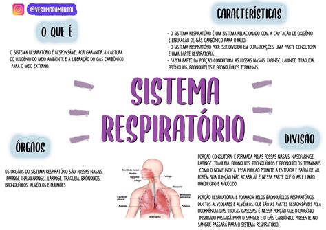 Sistema Respiratorio Humano Mapa Mental