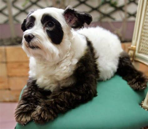 5 Dogs That Look Like Pandas Hair Of The Dog Dog Hair Dye Dog Dye