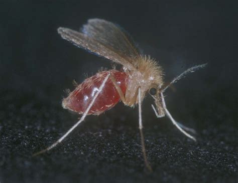 Sampling Strategies For Phlebotomine Sand Flies Diptera Psychodidae In Europe Bulletin Of
