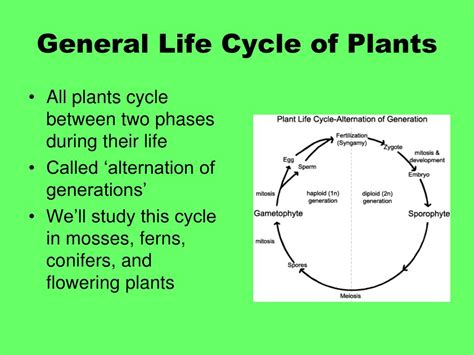 Ppt The Plant Reproduction Unit Powerpoint Presentation Free Download Id4122932
