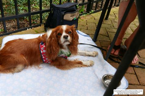 Meeting pets of every size and stature is one of the most exciting ways to experience asheville. Dog-Friendly Dublin, Ohio Day Trip. Dog-Friendly Ohio ...
