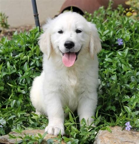 How much does a golden retriever puppy cost? Calvin - Golden Retriever - English Cream Puppy for Sale in Cochranville, PA | Golden retriever ...