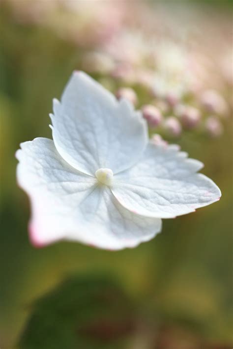 Free Images Nature Blossom White Leaf Flower Petal Green High