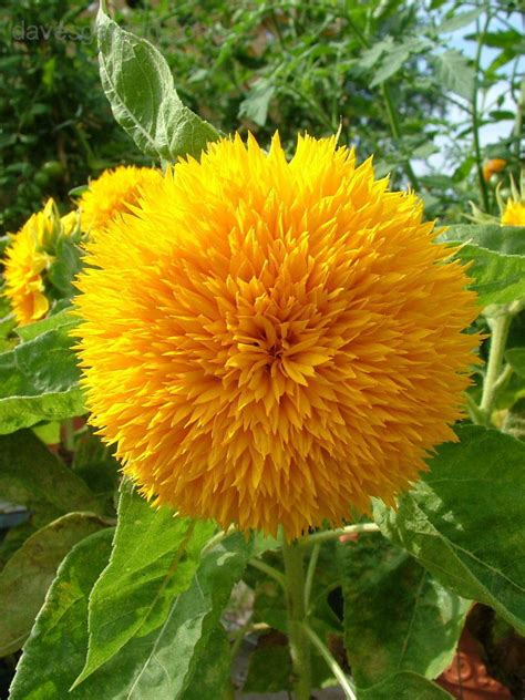 Ada bunga matahari jenis dwarf sunflower yang populer dengan nama bunga marahari teddy bear. PlantFiles Pictures: Helianthus, Annual Sunflower 'Teddy ...
