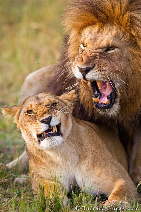 Mating Lions Big Cats Wild Cats Lion Pictures