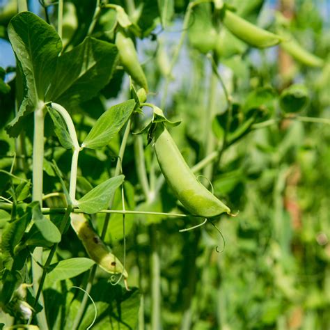 Field Peas For Cover Crops And Food Plots