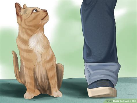 5 Ways To Hold A Cat