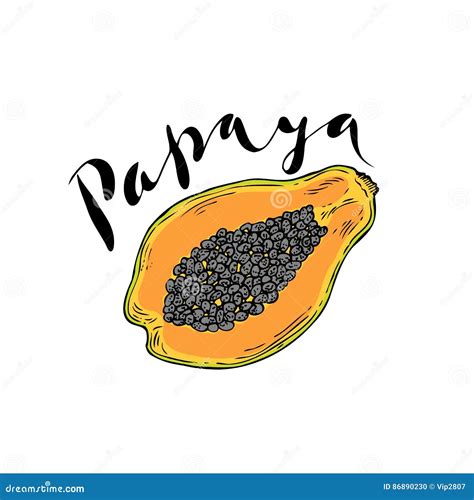 The Fruit Of Papaya On A White Background With The Word Papaya Stock