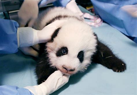 Atlanta Zoo Unveils Name For New Panda Cub