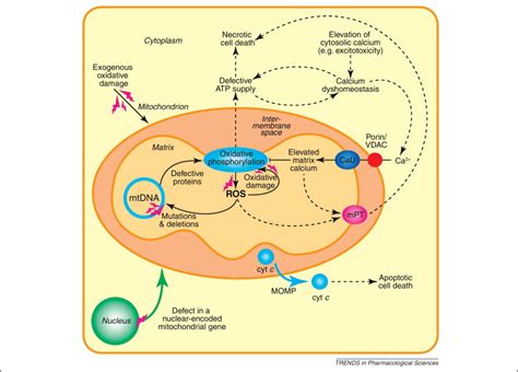Mitochondrial Dysfunction Disruption To Mitochondrial Function Can Be