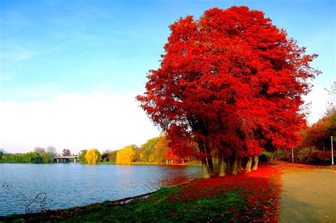 Autumn Splendor Red Autumn Nature Park Trees Lake Hd Wallpaper
