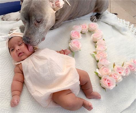 Chamomile is a carminative herb, which means it's known for its ability to prevent gas formation and aid gas it's unlikely that parents will be offering babies in canada anything other than breastmilk or infant formula in that time, says cj blennerhassett, a. Beautiful photo pitbull and baby | Pitbull photos ...