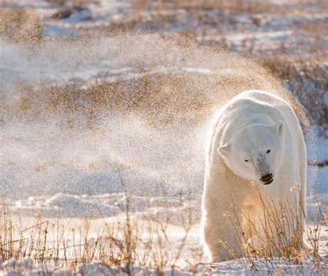 Polar Bear Day Bing Wallpaper Download