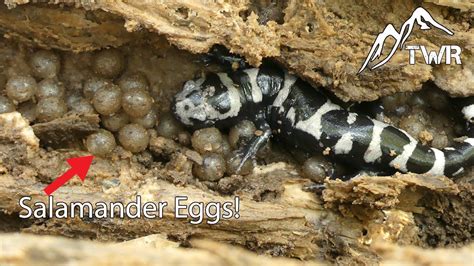 Searching For Rare Salamanders In Nc We Found Something Incredible