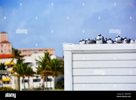 Row Of Seagulls Sunbathing On A Beach Pavilion On The Beaches Of Miami
