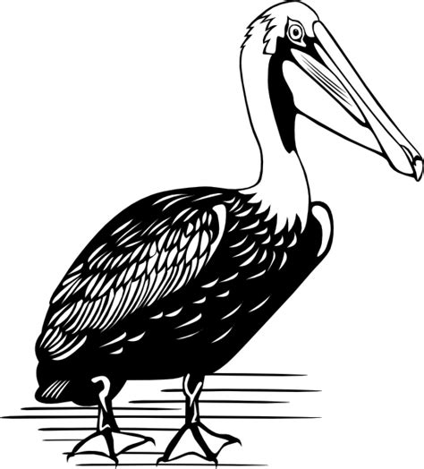 Pelican Clip Art At Vector Clip Art Online