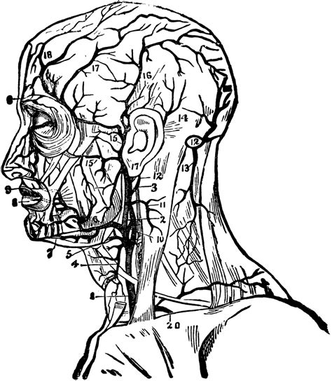 In these, the vertebral arteries are divided into 3 namely. Arteries of the Head and Neck | ClipArt ETC