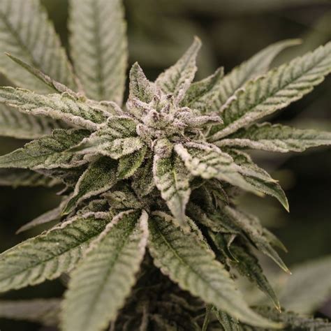 Critical Purple Kush Dawg Star Cannabis Seeds Zamnesia