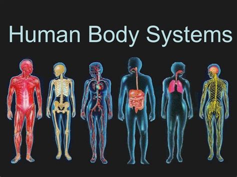 Human Body Systems Diagram Guarurec