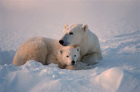 In Search Of Polar Bears Amazing Adventures Travel