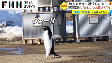 南極・昭和基地に野生のペンギン来訪♪元気に歩く姿が話題に【スマホ豆知識】（動画紹介） nttドコモ dアプリ＆レビュー