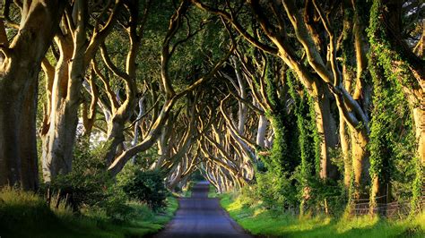 Dark Hedges Avenue On Bregagh Road At Sunset County Antrim Northern
