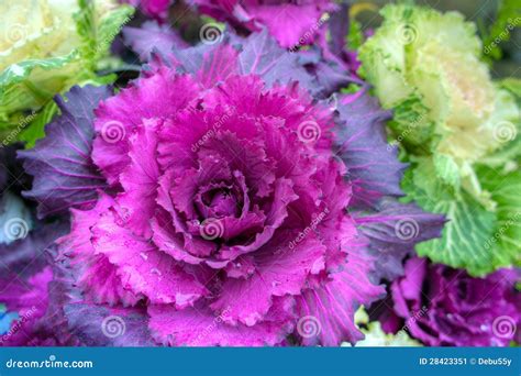 Ornamental Cabbage Flowering Kale Garden Trends Brassica Oleracea