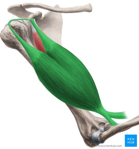 Musculus Biceps Brachii Anatomie Funktion And Klinik Kenhub
