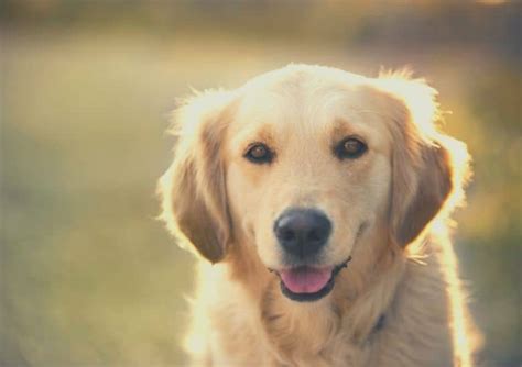 First, we'll start with the ingredients. Best dog food for Golden Retrievers in 2020 - reviews and ...